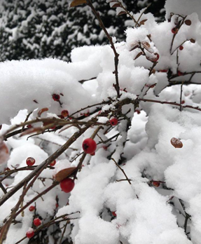 snow in the garden